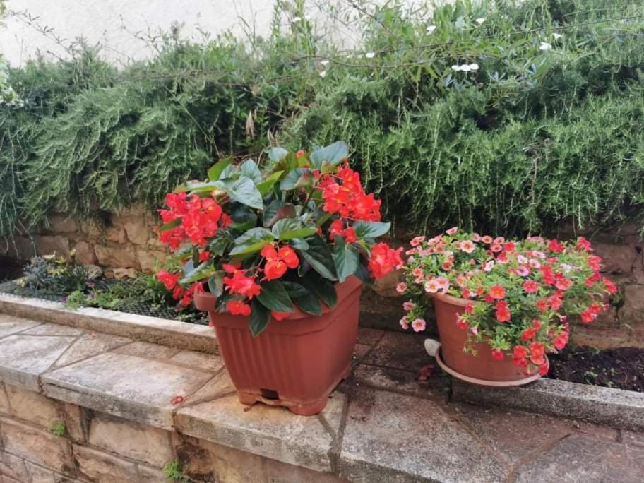 App Carla Novigrad (Istria) Exterior foto